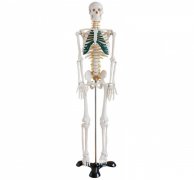 人体骨骼带神经模型85cm