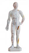 人体针灸模型(男性)高26cm