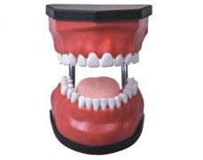 豪华型牙护理保健模型