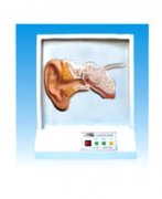 耳听觉调节模型(声控)