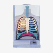 电动人体呼吸系统模型