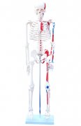 人体骨骼附肌肉着色模型85