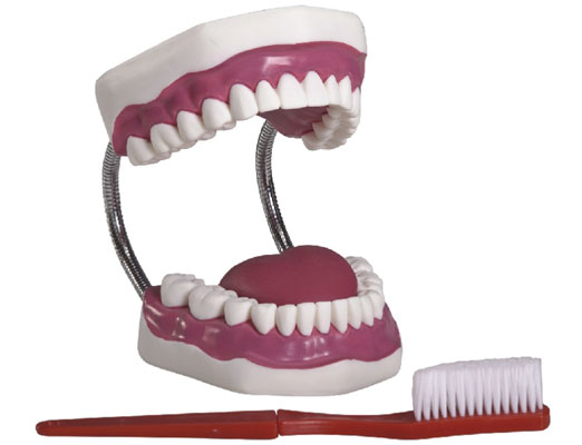 牙护理保健模型(放大5倍)